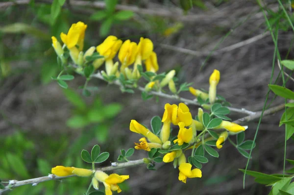 Wiosną, cytisus (Chamaecytisus ruthenicus) kwitnie w naturze — Zdjęcie stockowe