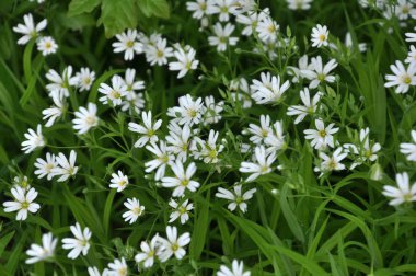 Vahşi çiçek Stellaria holostea ormanda