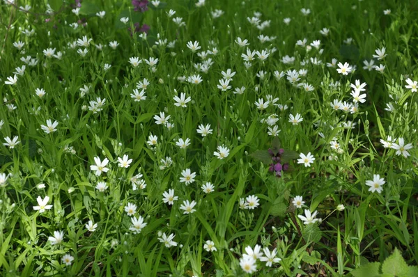 In het bos in de wilde bloei Stellaria muur — Stockfoto