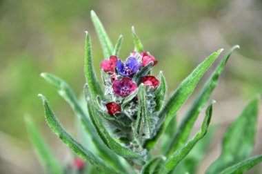 Cynoglossum doğada çiçek açar.