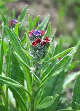 Cynoglossum doğada çiçek açar.