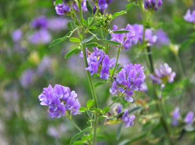 Alan, değerli bir hayvan yemi olan yonca çiçekleri açıyor.