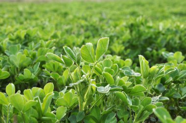 Bahar tarlasında genç yoncalar büyür.