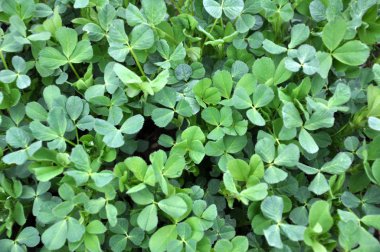 Bahar tarlasında genç yoncalar büyür.