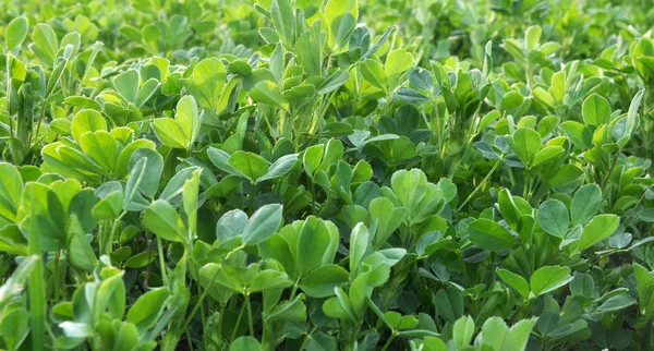 Våren Gården Fält Unga Alfalfa Växer — Stockfoto