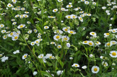 Çayırda yaz, vahşi Erigeron Annuus 'ta çiçek açar. 