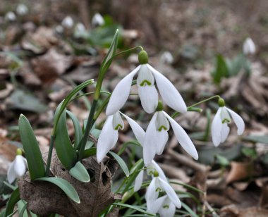 Ormanda ilkbahar karlarında (Galanthus nivalis) çiçek açar..