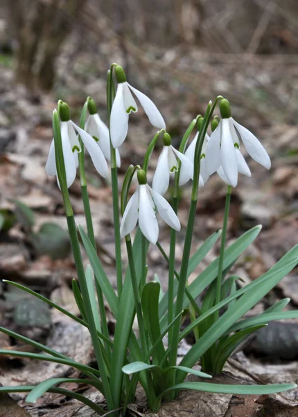 Het Bos Het Wild Bloeien Het Voorjaar Sneeuwklokjes Galanthus Nivalis — Stockfoto