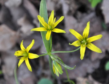Erken bahar bitkisi Gagea Lutea ormanda açar.
