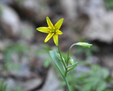 Erken bahar bitkisi Gagea Lutea ormanda açar.