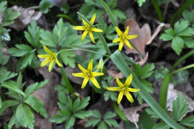 Erken bahar bitkisi Gagea Lutea ormanda açar.
