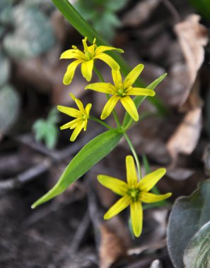 Erken bahar bitkisi Gagea Lutea ormanda açar.