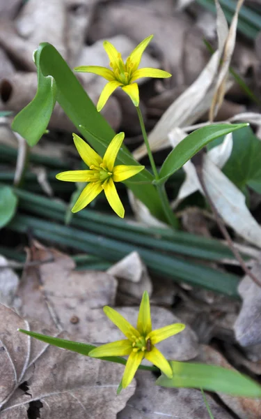 Erken Bahar Bitkisi Gagea Lutea Ormanda Açar — Stok fotoğraf