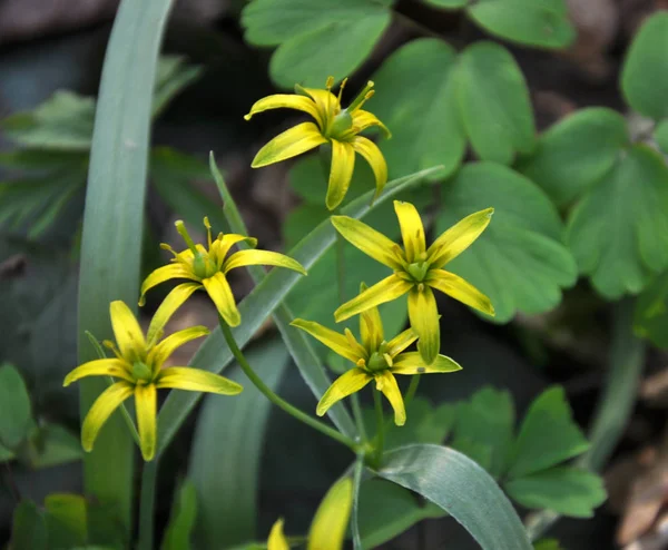 Fábrica Primavera Adiantada Gagea Lutea Floresce Natureza Floresta — Fotografia de Stock