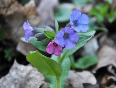 Erken bahar bitki Lungwort (göğüs) vahşi ormanda çiçek açar