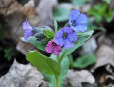 Early spring plant lungwort (Pulmonaria) blooms in the wild forest clipart