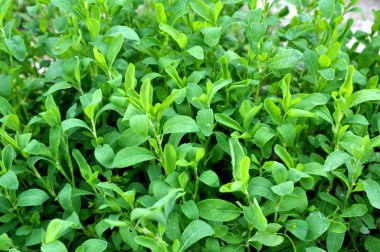 Doğada bahar yeşil çim kapı otu (Polygonum aviculare)