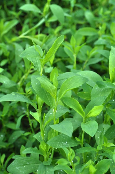 Doğada bahar yeşil çim kapı otu (Polygonum aviculare)