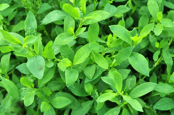 Spring Nature Green Grass Doorweed Polygonum Aviculare — Stock Photo, Image