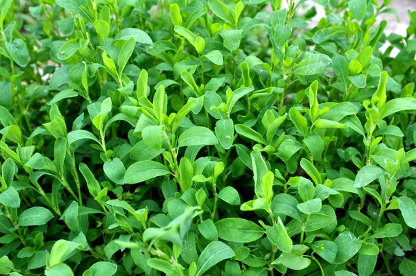 Doğada Bahar Yeşil Çim Kapı Otu Polygonum Aviculare — Stok fotoğraf