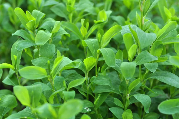 Spring Nature Green Grass Doorweed Polygonum Aviculare — Stok Foto