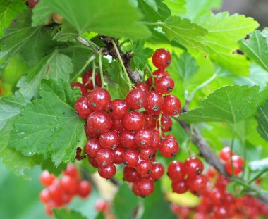 Dal dalında olgun kırmızı frenk üzümü (Ribes rubrum))