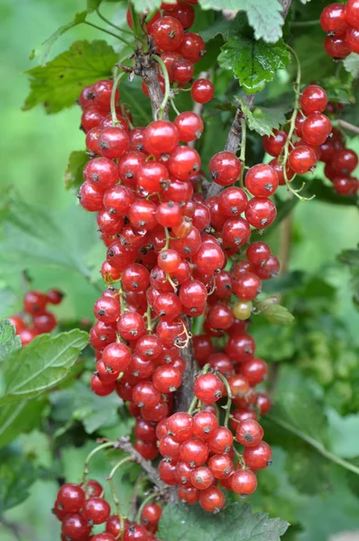 Ветке Кустарника Ягоды Спелые Красной Смородины Ribes Rubrum — стоковое фото
