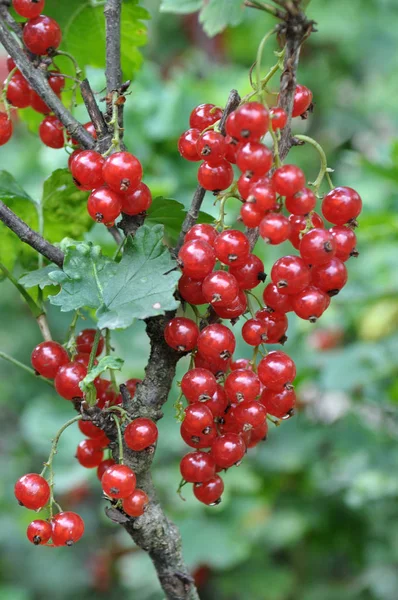 Sur Branche Baies Brousse Sont Mûrs Groseille Rouge Ribes Rubrum — Photo