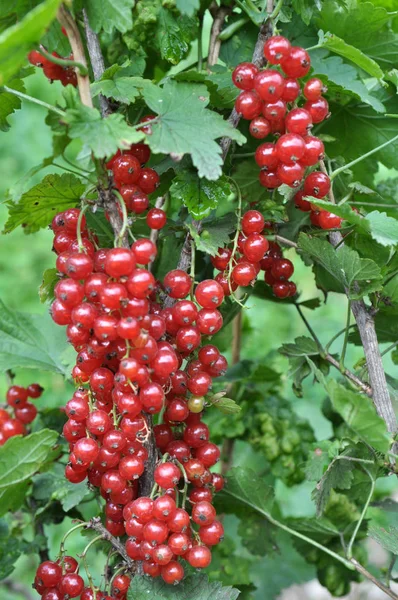 Tak Bosbessen Zijn Rijp Rode Bes Ribes Rubrum — Stockfoto