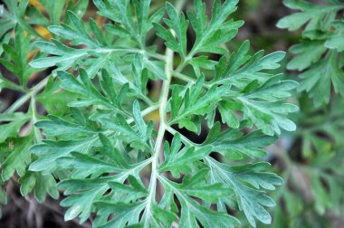 Acı pelin otu (Artemisia absinthium) vahşi doğada yetişir.