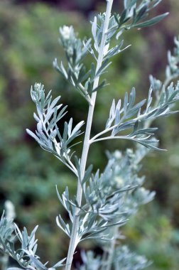 Acı pelin otu (Artemisia absinthium) vahşi doğada yetişir.