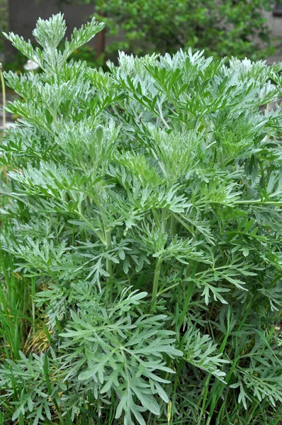 Arbusto Absinto Amargo Artemisia Absinthium Cresce Natureza — Fotografia de Stock