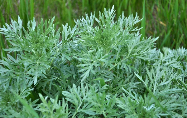 Acı pelin otu (Artemisia absinthium) vahşi doğada yetişir.
