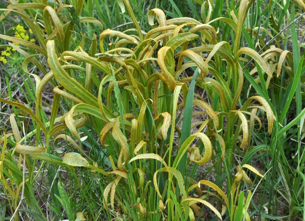 Spring Growing Nature Falcaria Vulgaris — Stock Photo, Image