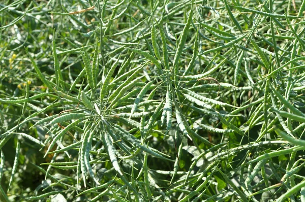 Verano Campo Planta Madura Son Vainas Cultivos Invierno Violación — Foto de Stock