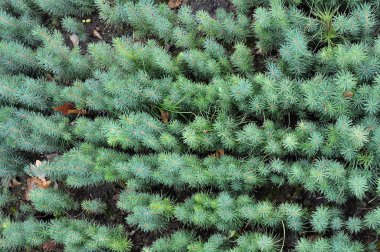 Orman ağaçlarının tohumdan yetiştiği fidanlık.