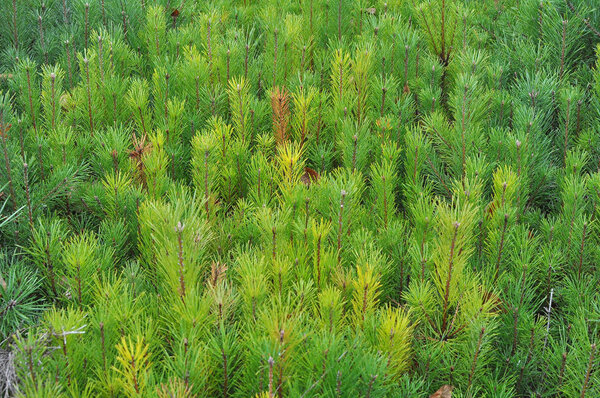 Nursery in which forest trees are grown from seed