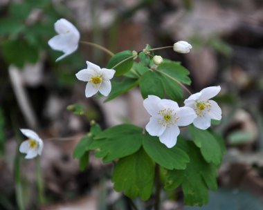 Ormanda bahar mevsimi çiçek açıyor Isopyrum thalictroides