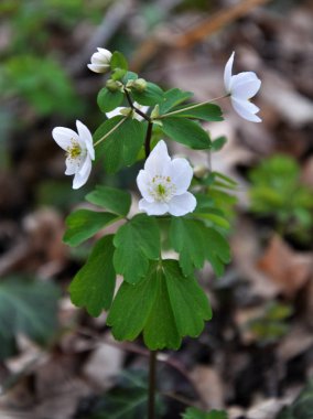 Ormanda bahar mevsimi çiçek açıyor Isopyrum thalictroides