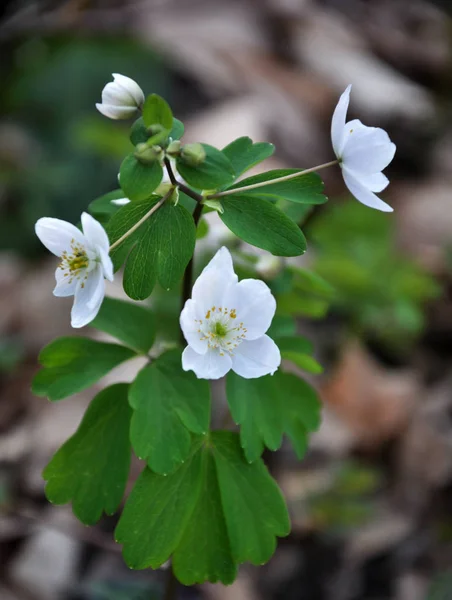 Spring Wild Forest Blooming Isopyrum Thalictroides — Stock Photo, Image