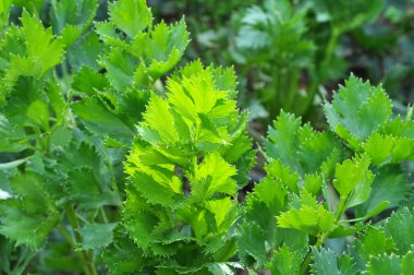 Açık organik toprakta yetişen yeşil kereviz yaprakları.