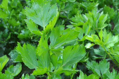 Açık organik toprakta yetişen yeşil kereviz yaprakları.