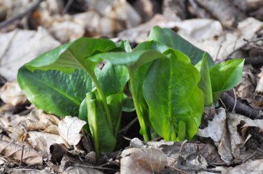Arum ilkbaharın başlarında ormanda yetişir..