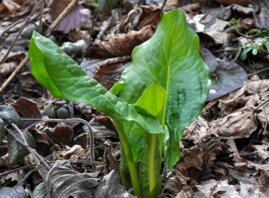 Arum ilkbaharın başlarında ormanda yetişir..