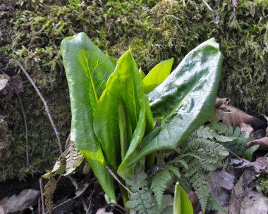 Arum ilkbaharın başlarında ormanda yetişir..