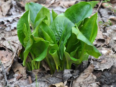 Arum ilkbaharın başlarında ormanda yetişir..