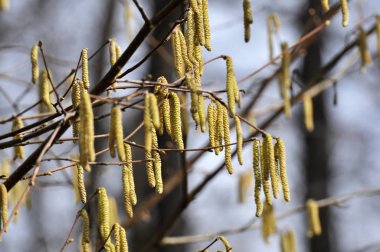 Bahar mevsiminde yaygın ela (Corylus avellana) ön kısımlarda çiçek açar