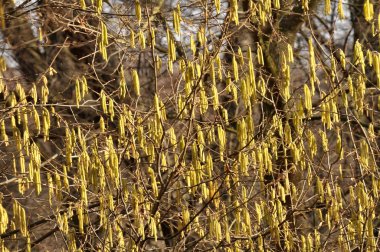 Bahar mevsiminde yaygın ela (Corylus avellana) ön kısımlarda çiçek açar