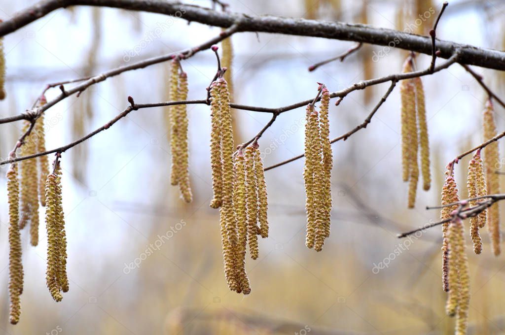 Common hazel (Corylus avellana) in the spring blooms in the fores