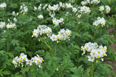 Çiftçi tarlasında, patates çiçekleri boldur.